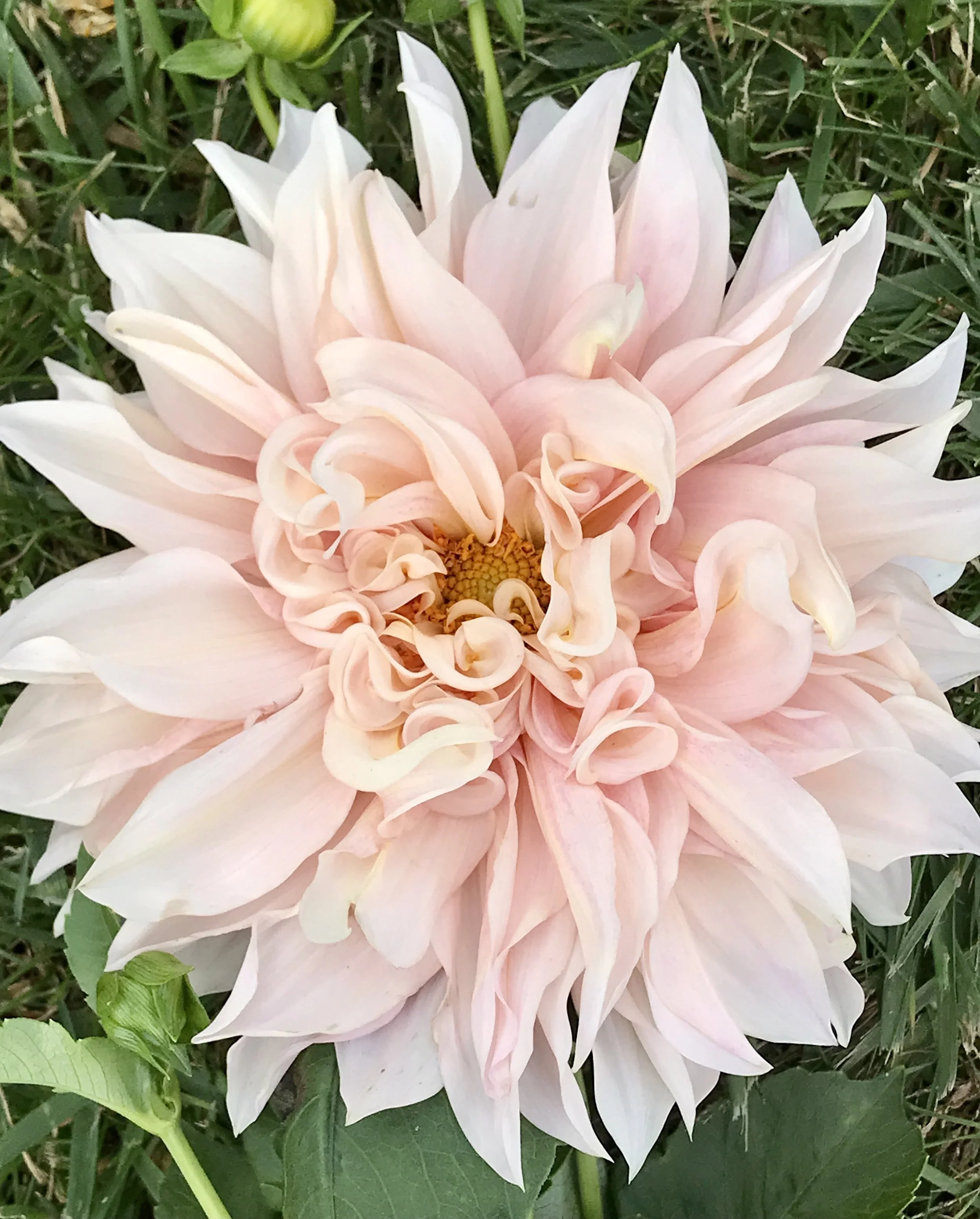 Cafe Au Lait Mini (Jolene) - Dahlia — Peachy Keene Flower Farm